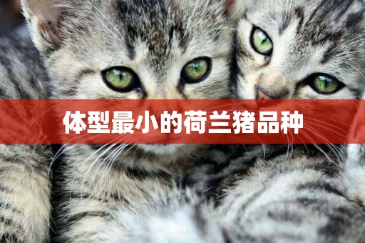 體型最小的荷蘭豬品種