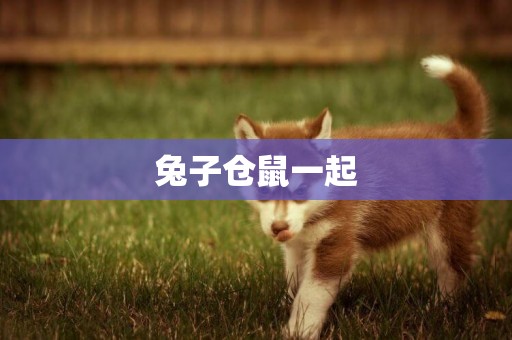 兔子倉鼠一起