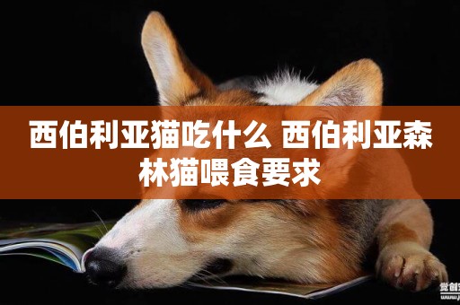 西伯利亞貓吃什么 西伯利亞森林貓喂食要求