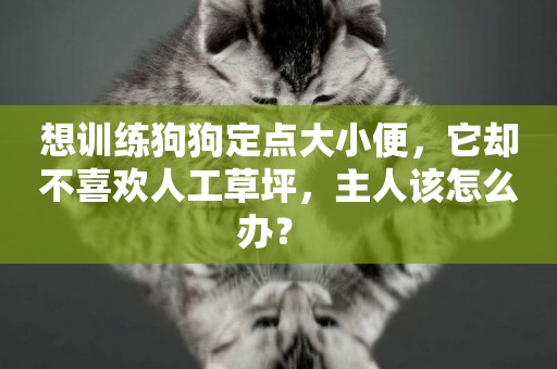 想訓練狗狗定點大小便，它卻不喜歡人工草坪，主人該怎么辦？ 