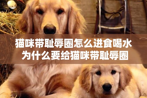 貓咪帶恥辱圈怎么進食喝水 為什么要給貓咪帶恥辱圈