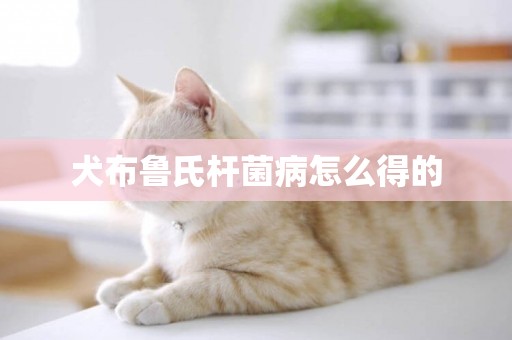 犬布魯氏桿菌病怎么得的