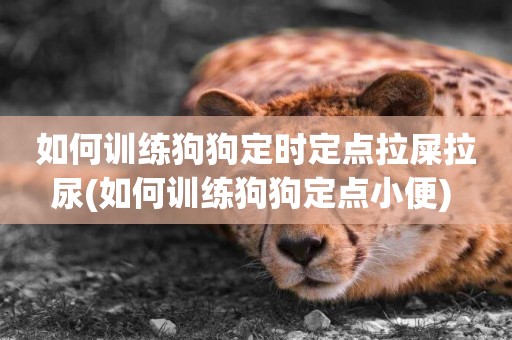 如何訓練狗狗定時定點拉屎拉尿(如何訓練狗狗定點小便) 