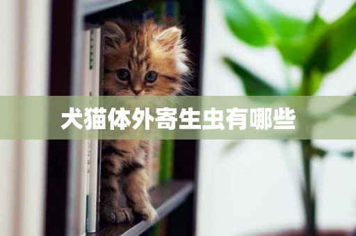 犬貓體外寄生蟲有哪些