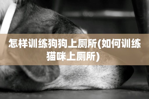 怎樣訓練狗狗上廁所(如何訓練貓咪上廁所) 