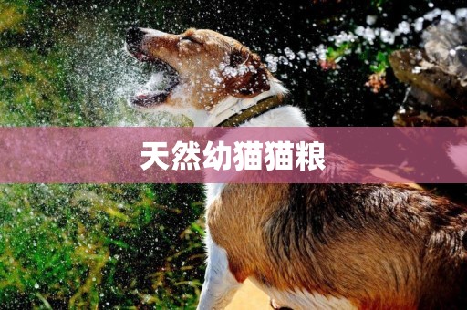 天然幼貓貓糧