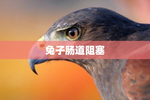 兔子腸道阻塞