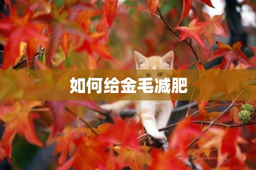 如何給金毛減肥