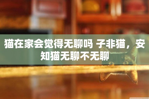 貓在家會覺得無聊嗎 子非貓，安知貓無聊不無聊