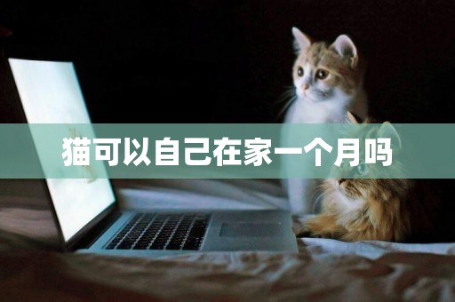 貓可以自己在家一個月嗎