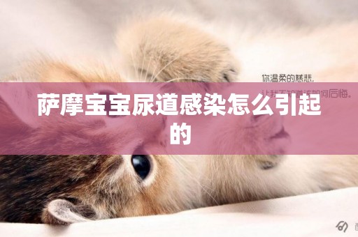 薩摩寶寶尿道感染怎么引起的