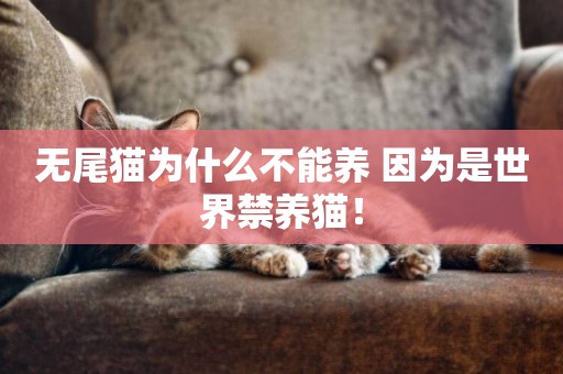 無尾貓為什么不能養 因為是世界禁養貓！