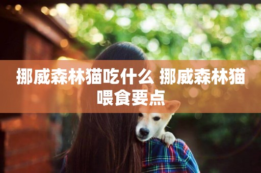 挪威森林貓吃什么 挪威森林貓喂食要點