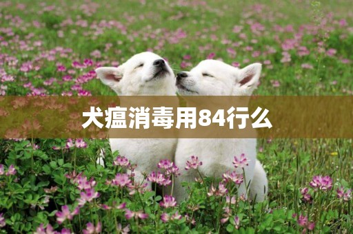 犬瘟消毒用84行么