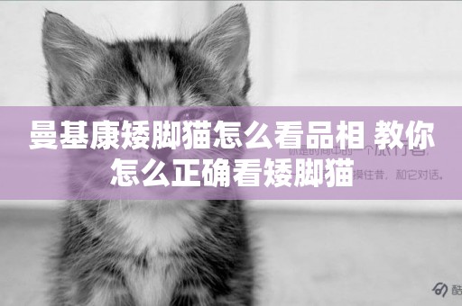 曼基康矮腳貓怎么看品相 教你怎么正確看矮腳貓