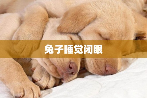 兔子睡覺閉眼