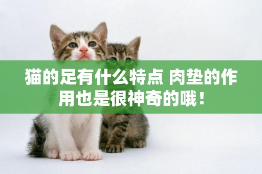 貓的足有什么特點 肉墊的作用也是很神奇的哦！