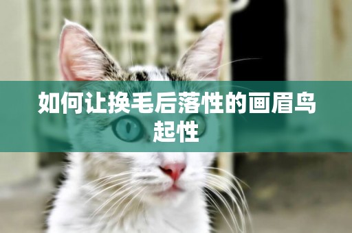 如何讓換毛后落性的畫眉鳥起性