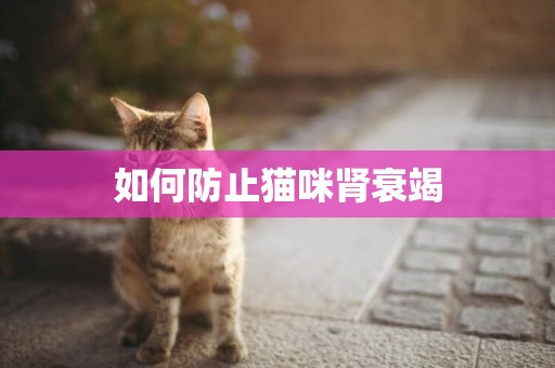 如何防止貓咪腎衰竭