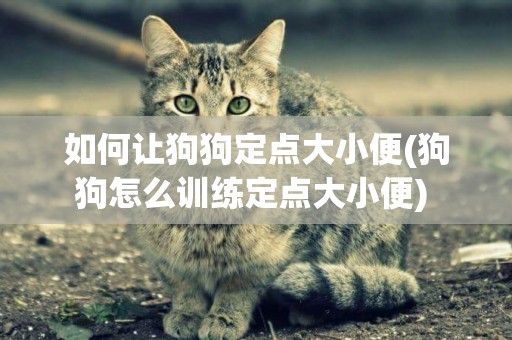 如何讓狗狗定點大小便(狗狗怎么訓練定點大小便) 