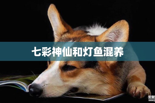 七彩神仙和燈魚混養