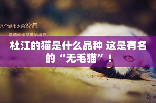 杜江的貓是什么品種 這是有名的“無毛貓”! 杜江的貓是什么品種 這是有名的“無毛貓”!