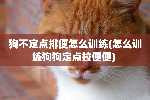 狗不定點排便怎么訓練(怎么訓練狗狗定點拉便便) 