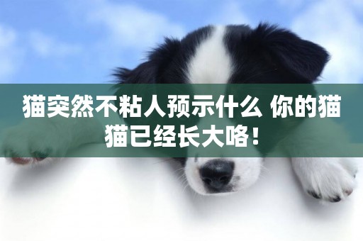 貓突然不粘人預示什么 你的貓貓已經長大咯！