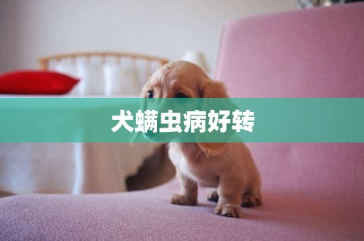 犬螨蟲病好轉
