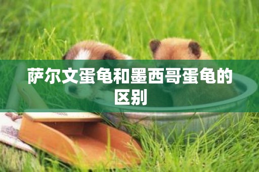 薩爾文蛋龜和墨西哥蛋龜的區別