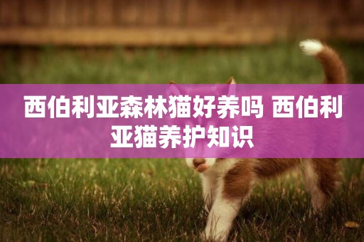 西伯利亞森林貓好養嗎 西伯利亞貓養護知識