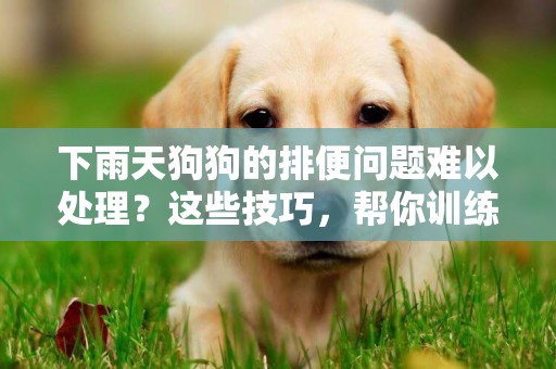 下雨天狗狗的排便問題難以處理？這些技巧，幫你訓練狗狗雨天排便 