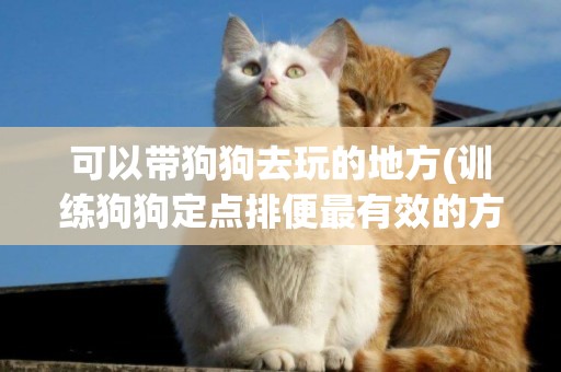 可以帶狗狗去玩的地方(訓練狗狗定點排便最有效的方法) 