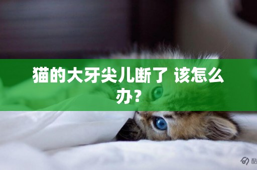 貓的大牙尖兒斷了 該怎么辦？