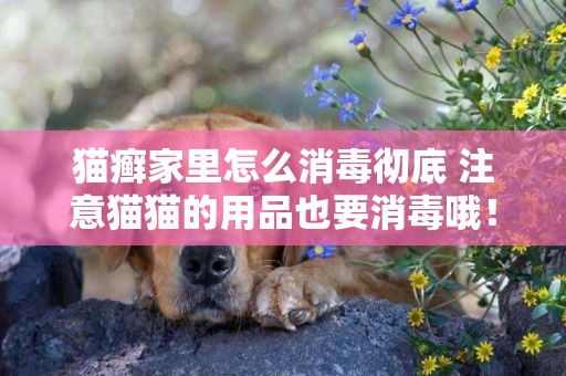 貓癬家里怎么消毒徹底 注意貓貓的用品也要消毒哦！