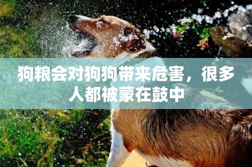 狗糧會對狗狗帶來危害,很多人都被蒙在鼓中 狗糧會對狗狗帶來危害,很多人都被蒙在鼓中