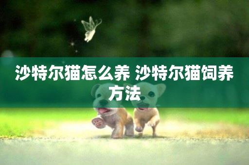 沙特爾貓怎么養 沙特爾貓飼養方法