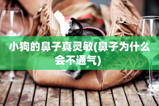 小狗的鼻子真靈敏(鼻子為什么會不通氣) 