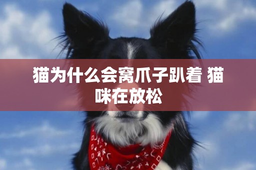 貓為什么會窩爪子趴著 貓咪在放松