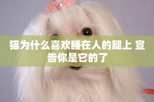 貓為什么喜歡睡在人的腿上 宣告你是它的了
