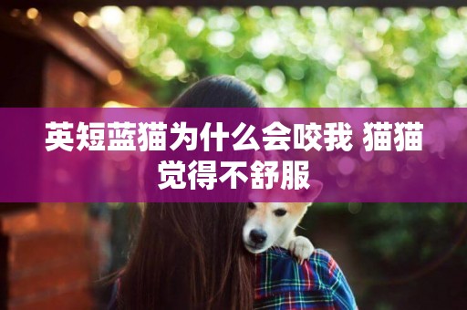英短藍貓為什么會咬我 貓貓覺得不舒服