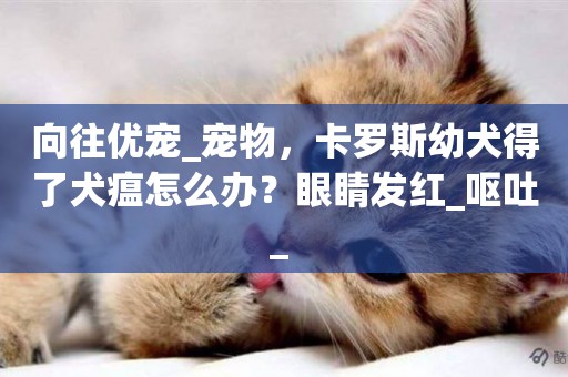 向往優寵_寵物，卡羅斯幼犬得了犬瘟怎么辦？眼睛發紅_嘔吐_ 