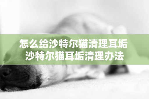 怎么給沙特爾貓清理耳垢 沙特爾貓耳垢清理辦法