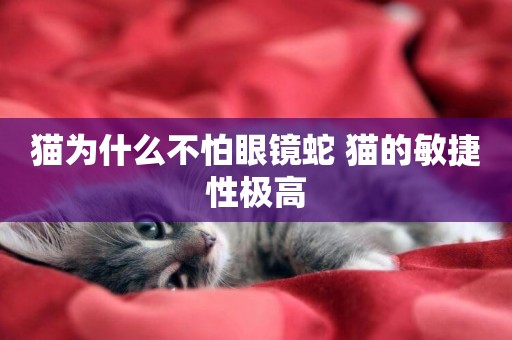 貓為什么不怕眼鏡蛇 貓的敏捷性極高
