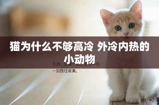 貓為什么不夠高冷 外冷內熱的小動物