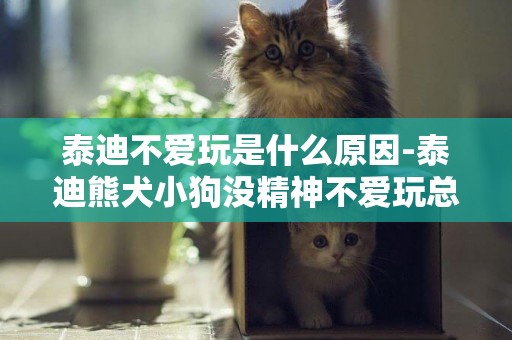 泰迪不愛玩是什么原因-泰迪熊犬小狗沒精神不愛玩總是睡覺