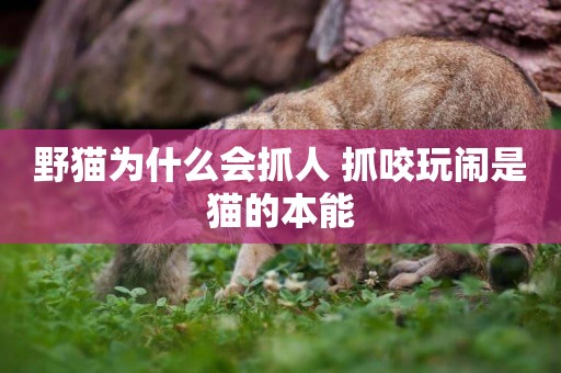 野貓為什么會抓人 抓咬玩鬧是貓的本能