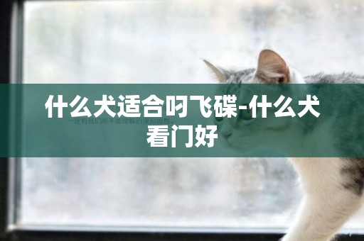 什么犬適合叼飛碟-什么犬看門好