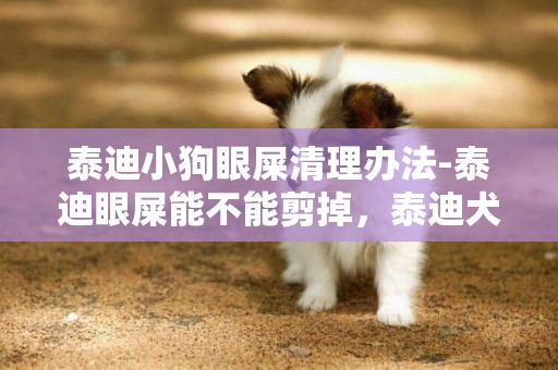 泰迪小狗眼屎清理辦法-泰迪眼屎能不能剪掉，泰迪犬干眼屎怎么弄掉