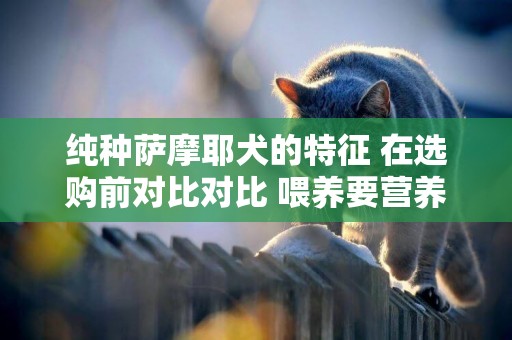 純種薩摩耶犬的特征 在選購前對比對比 喂養要營養均衡 